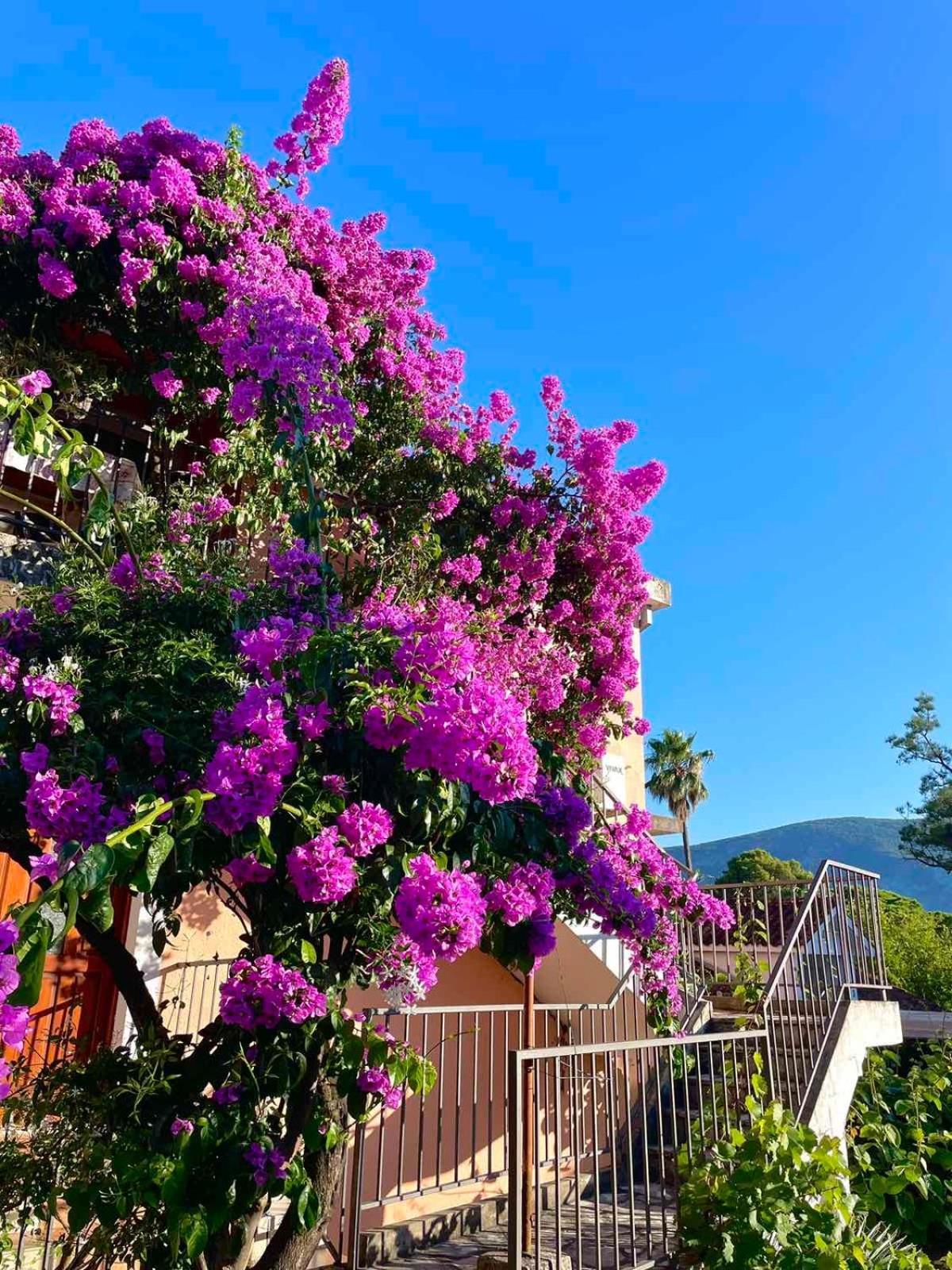 Apartament Casa Julia Herceg Novi Zewnętrze zdjęcie